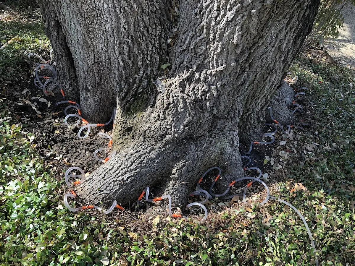 Detailed Tree Cabling and Bracing job site in Cherry Creek