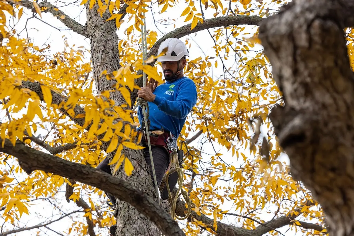 Skilled Tree Transplanting crew working in Cherry Creek